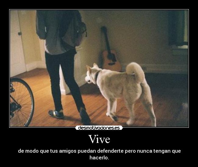 Vive - 