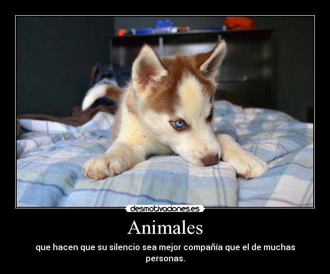 Animales - que hacen que su silencio sea mejor compañía que el de muchas personas.