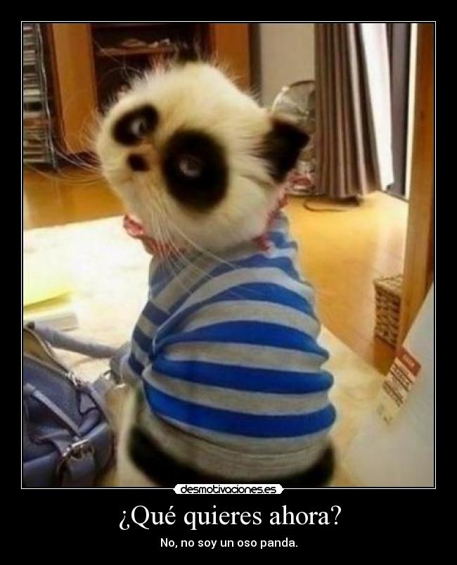¿Qué quieres ahora? - No, no soy un oso panda.