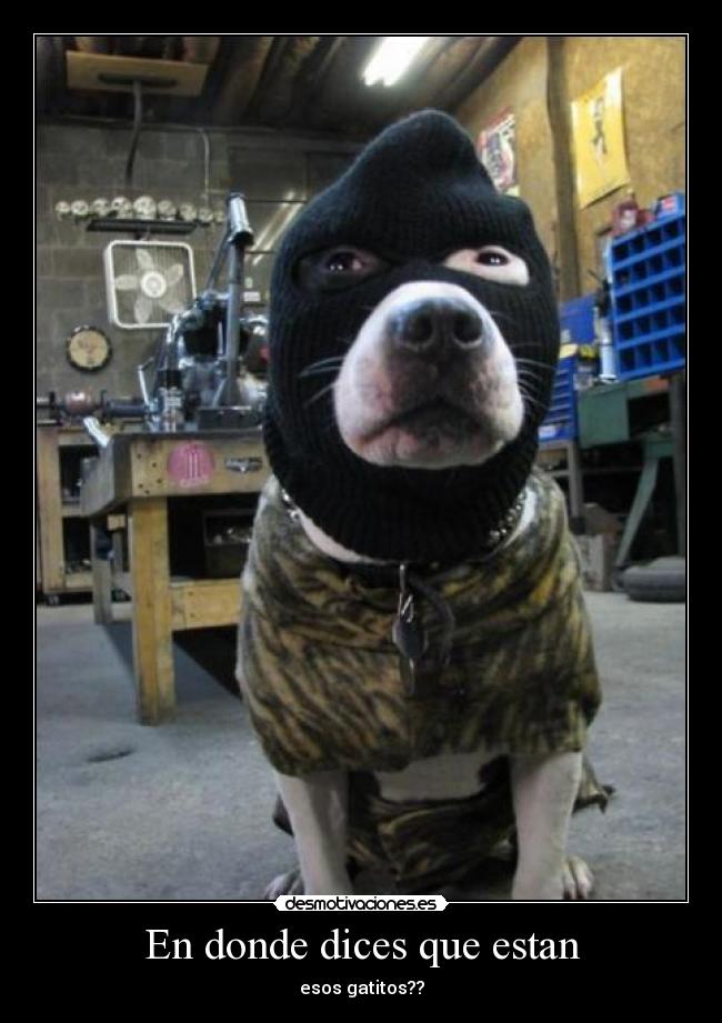 En donde dices que estan - esos gatitos??