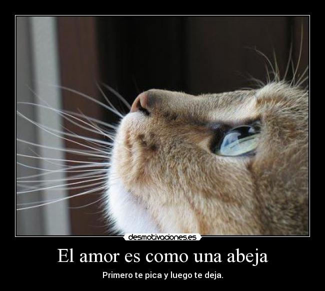 El amor es como una abeja - 