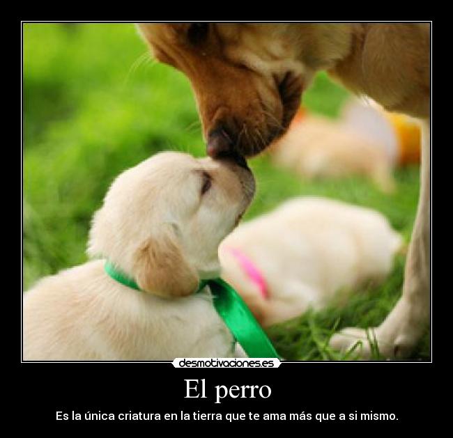 El perro - Es la única criatura en la tierra que te ama más que a si mismo.