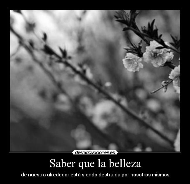 Saber que la belleza - 