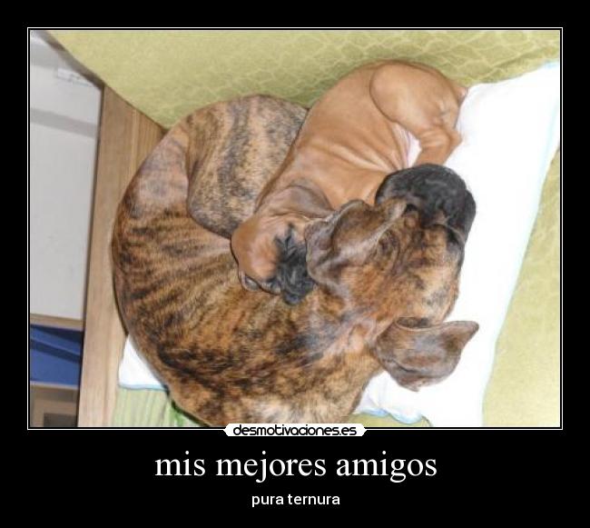 mis mejores amigos -