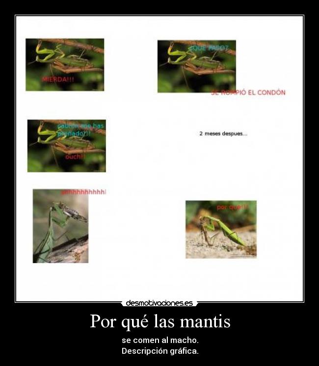 Por qué las mantis - 