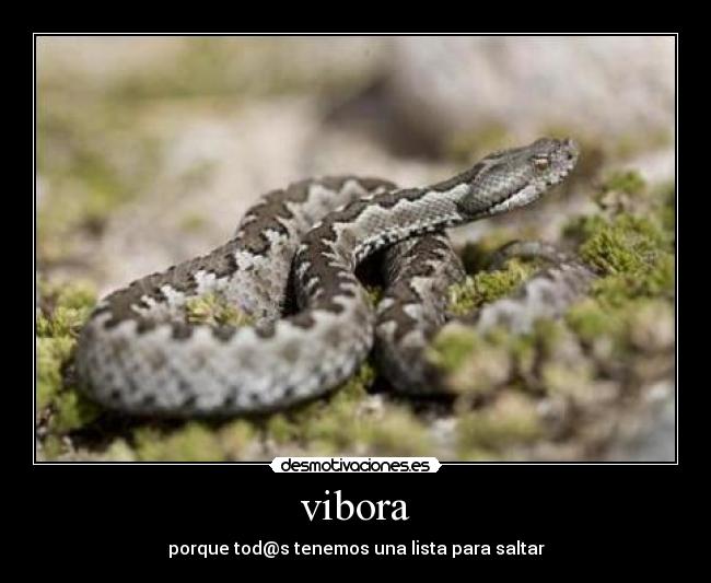 vibora - 