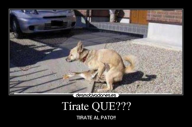 Tírate QUE??? - TIRATE AL PATO!!