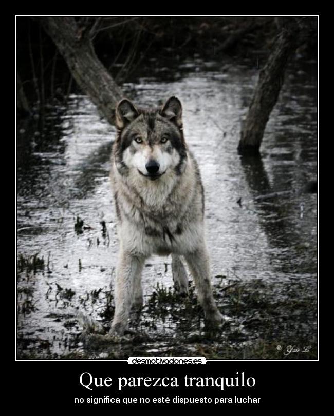 Que parezca tranquilo - 