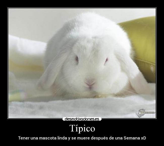 Típico - Tener una mascota linda y se muere después de una Semana xD