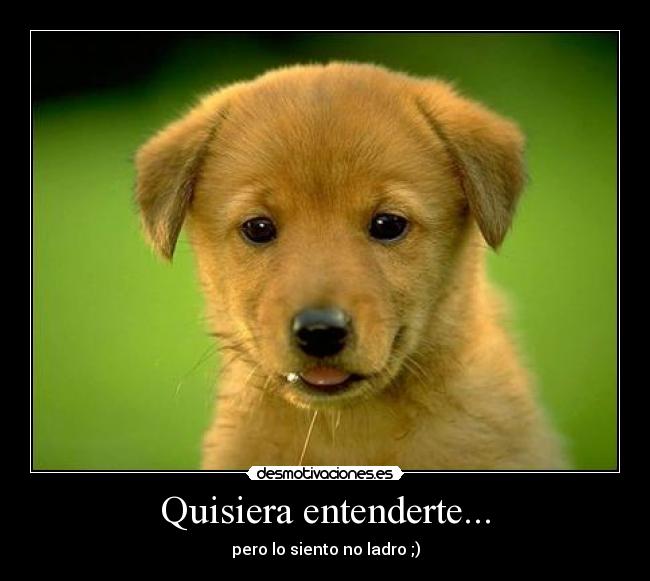 Quisiera entenderte... - pero lo siento no ladro ;)