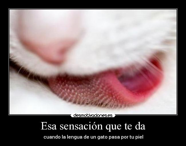 Esa sensación que te da - cuando la lengua de un gato pasa por tu piel