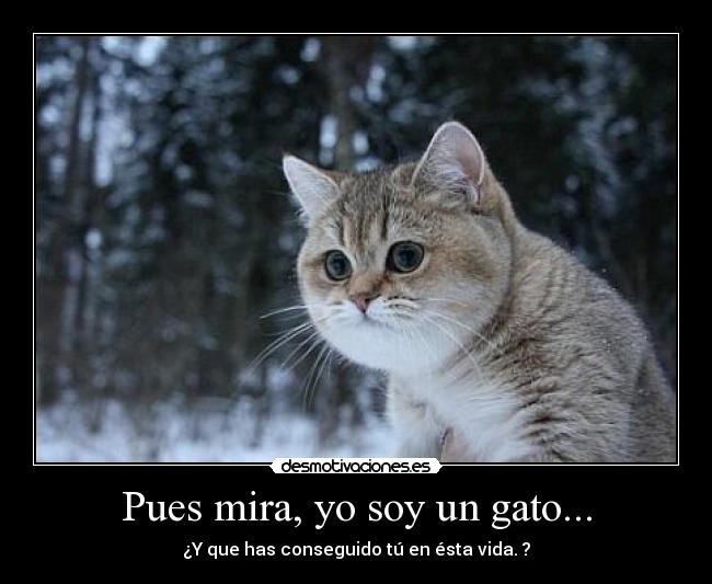 carteles pues mira soy gatosbla bla bla desmotivaciones