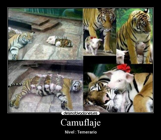 Camuflaje - Nivel : Temerario