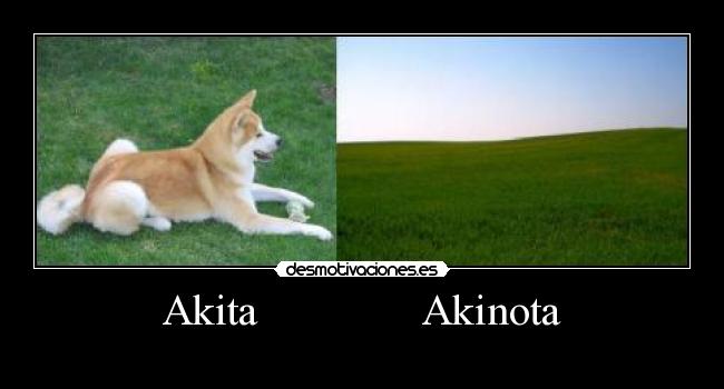 Akita Akinota -