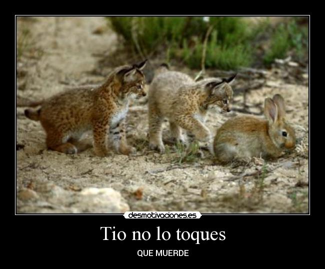 carteles conejos linces megaglt desmotivaciones