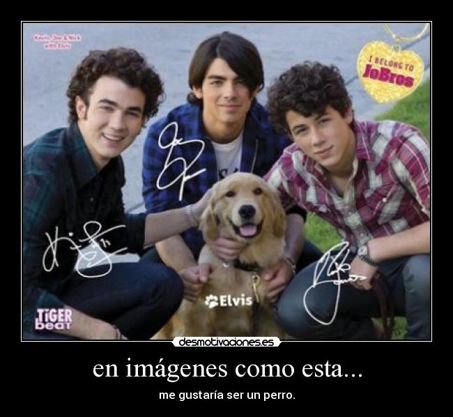 en imágenes como esta... - me gustaría ser un perro.