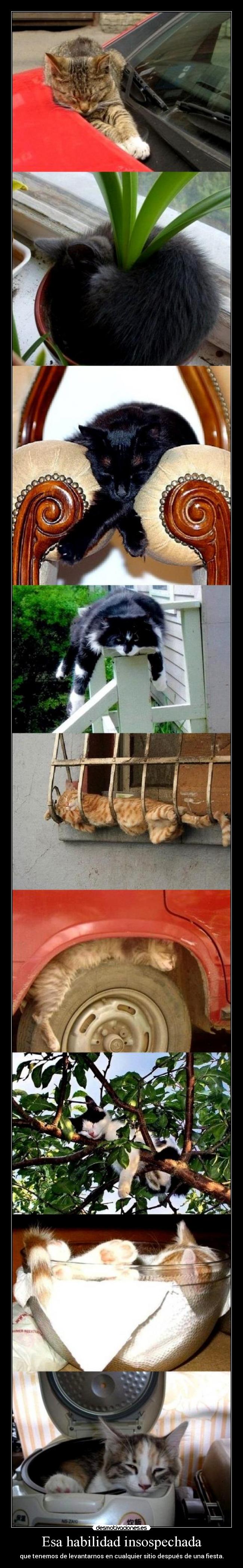 carteles defecto echarnos dormir donde sea eso supera gilis ese como diga desmotivaciones