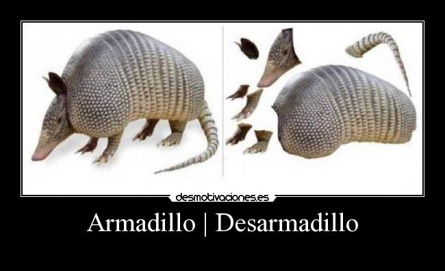 Armadillo | Desarmadillo -