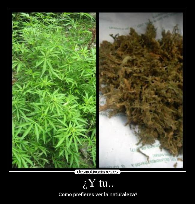 ¿Y tu.. - Como prefieres ver la naturaleza?