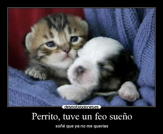 Perrito, tuve un feo sueño - soñé que ya no me querías