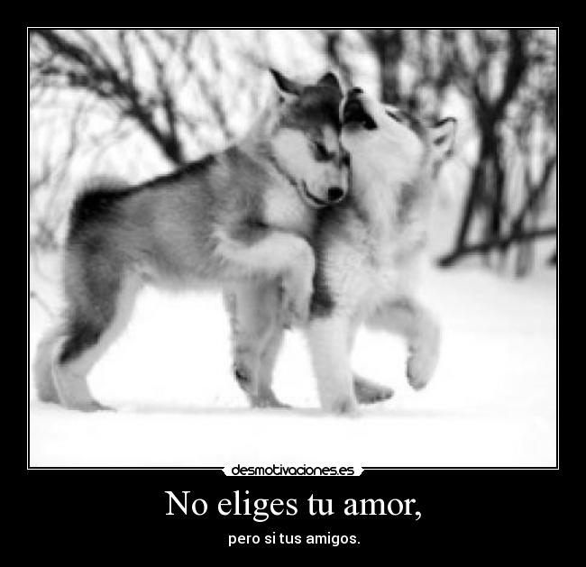 No eliges tu amor, - pero si tus amigos.