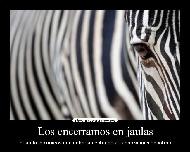 Los encerramos en jaulas - cuando los únicos que deberían estar enjaulados somos nosotros