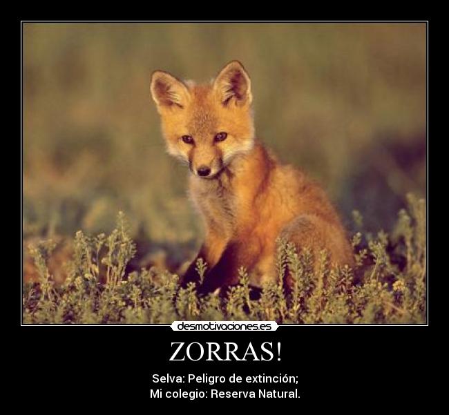 ZORRAS! - 