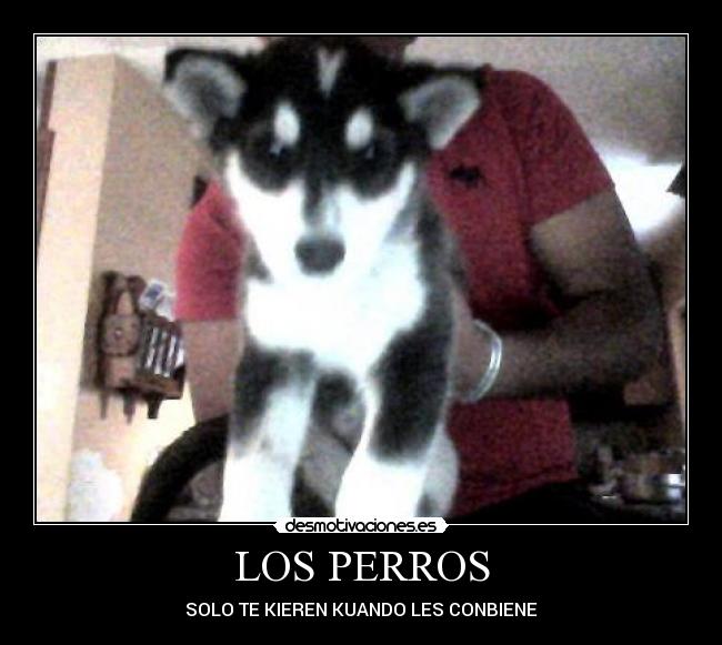 LOS PERROS - 
