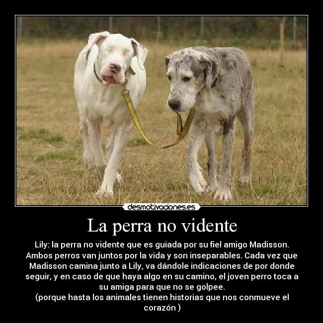 La perra no vidente - 