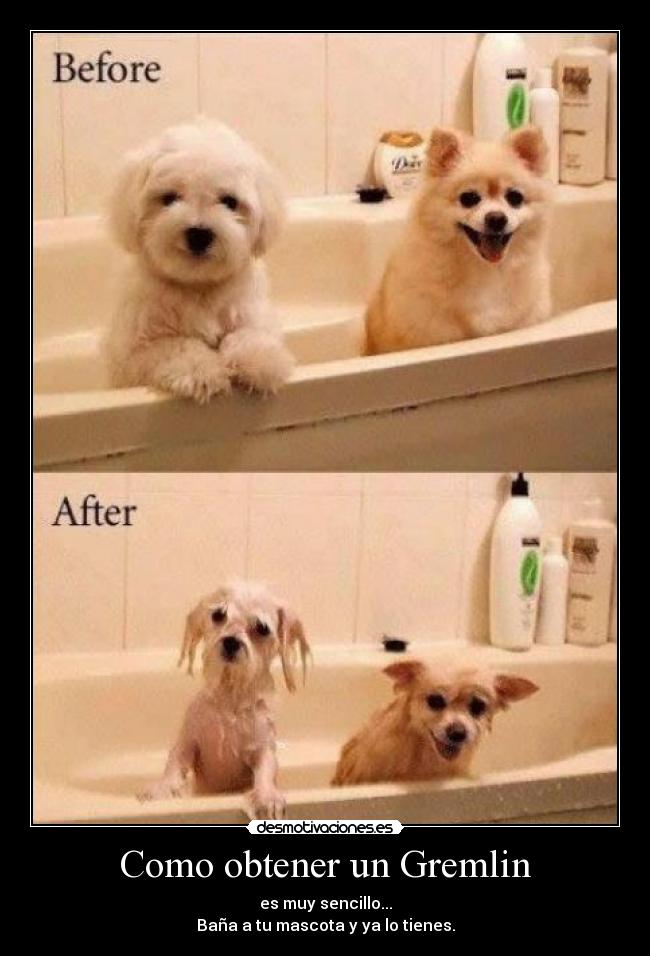 Como obtener un Gremlin -