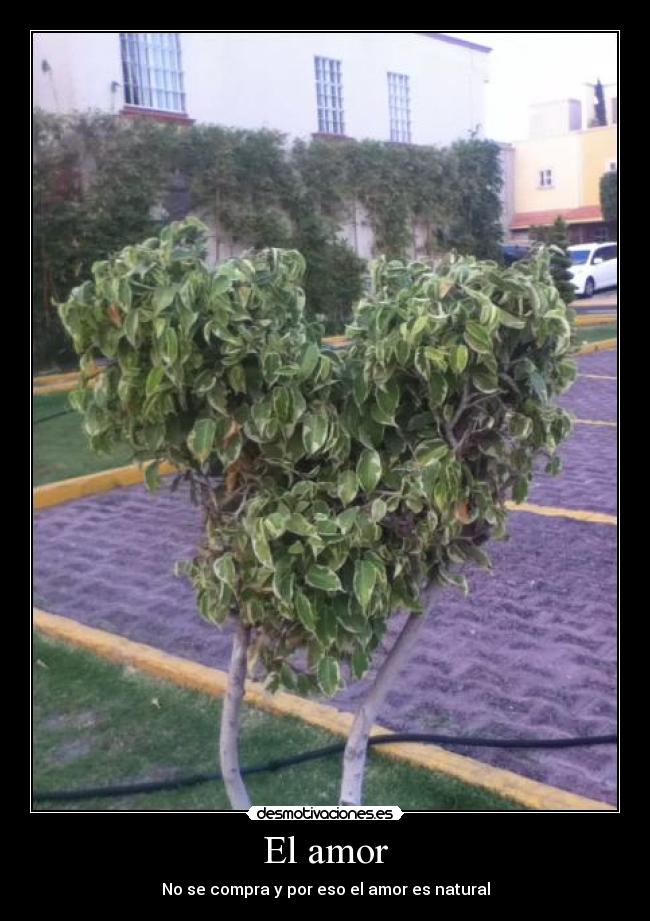 El amor - No se compra y por eso el amor es natural