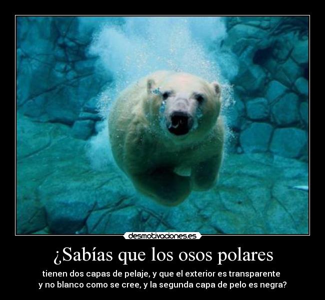 ¿Sabías que los osos polares - tienen dos capas de pelaje, y que el exterior es transparente
y no blanco como se cree, y la segunda capa de pelo es negra?