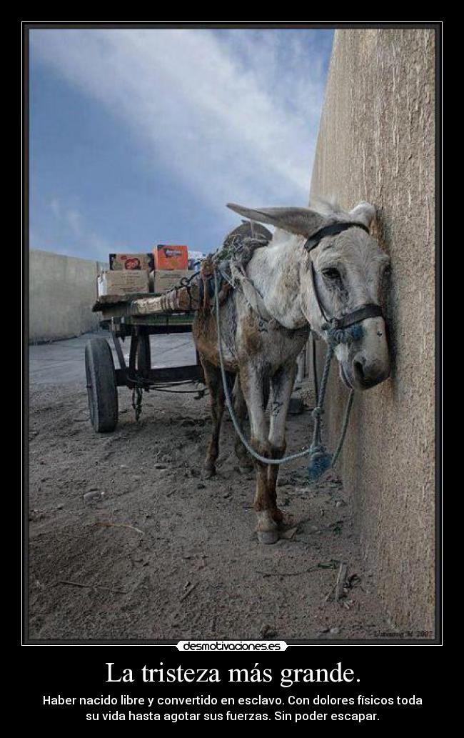 La tristeza más grande. - 