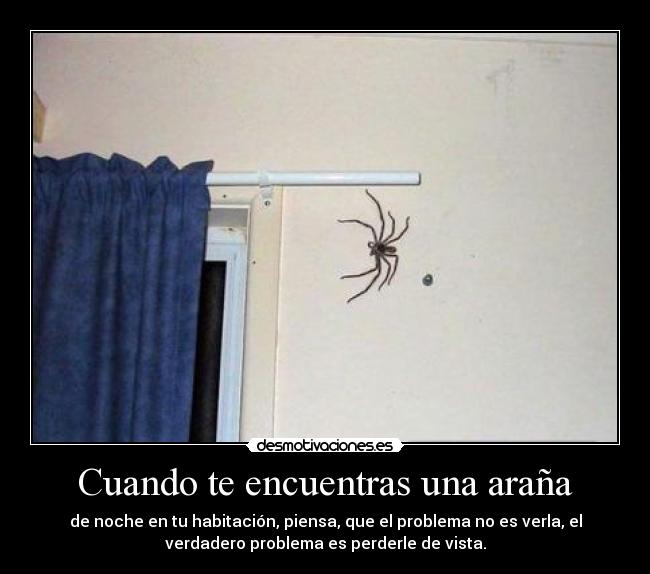 Cuando te encuentras una araña -