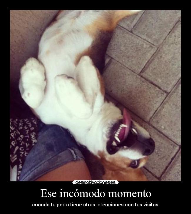 Ese incómodo momento - cuando tu perro tiene otras intenciones con tus visitas.