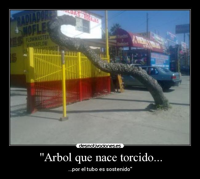 Arbol que nace torcido... - ...por el tubo es sostenido