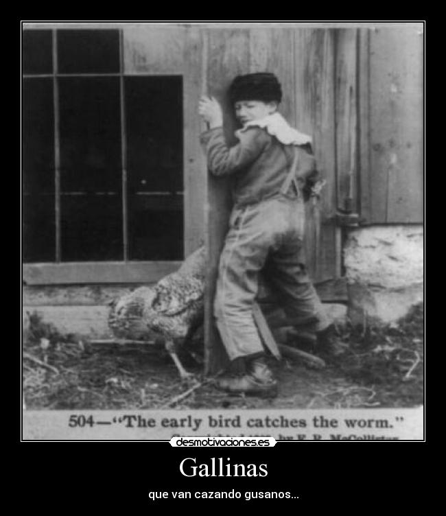 Gallinas - 