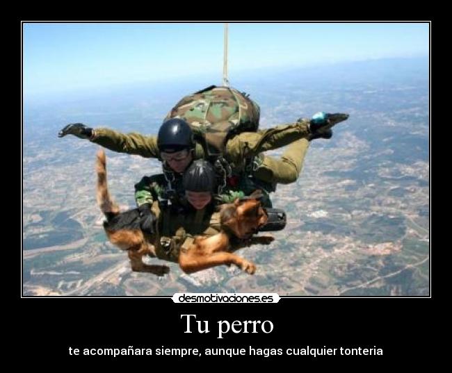 carteles perro nunca abandonara aunque hagas cualquier tonteria desmotivaciones