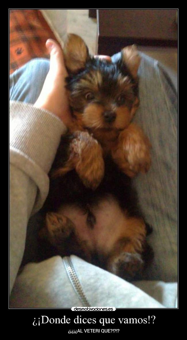 ¿¡Donde dices que vamos!? -