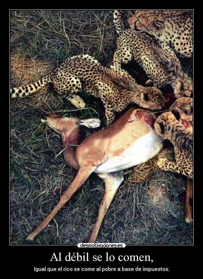 Al débil se lo comen, - 