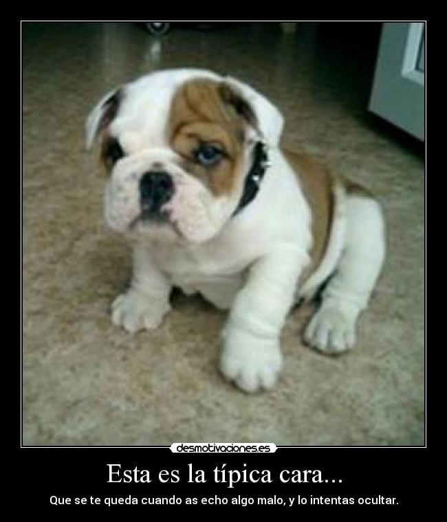 carteles perro desmotivaciones