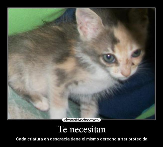 Te necesitan -