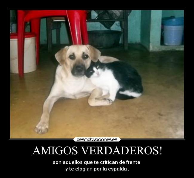 carteles amigos astrid landazabal desmotivaciones