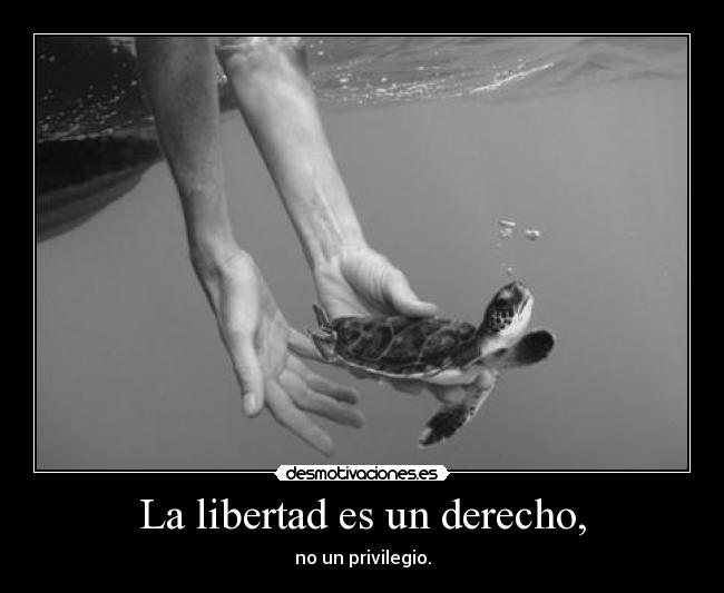 carteles libertad alex ella guapos guapisimos desmotivaciones