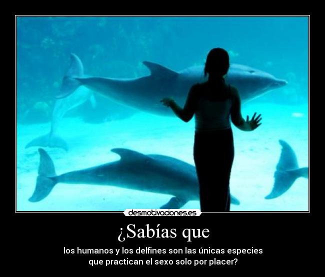 ¿Sabías que - los humanos y los delfines son las únicas especies
que practican el sexo solo por placer?