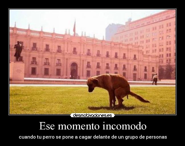 Ese momento incomodo - cuando tu perro se pone a cagar delante de un grupo de personas