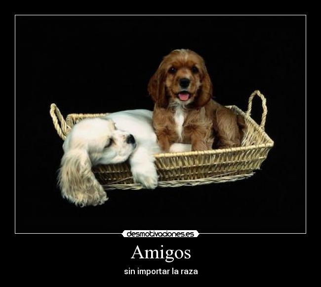 Amigos -