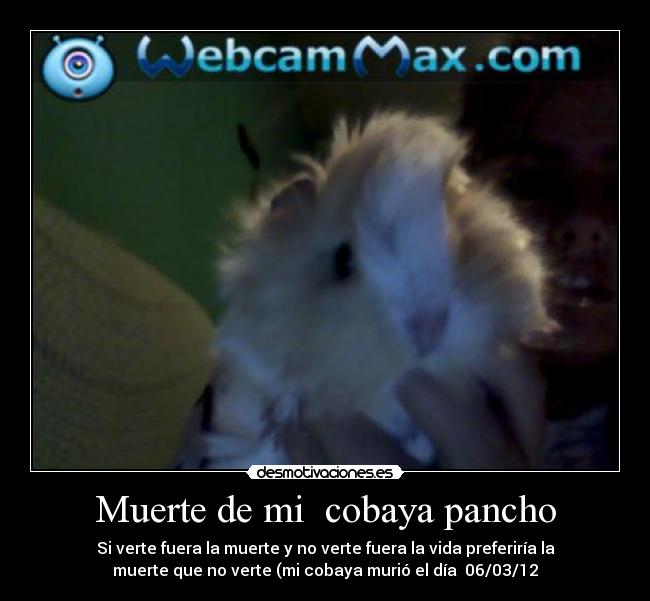 Muerte de mi cobaya pancho -