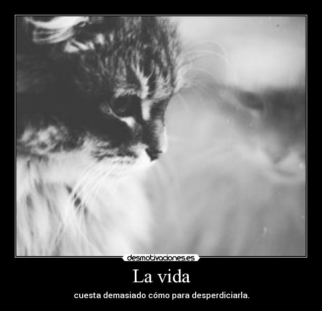 La vida - cuesta demasiado cómo para desperdiciarla.