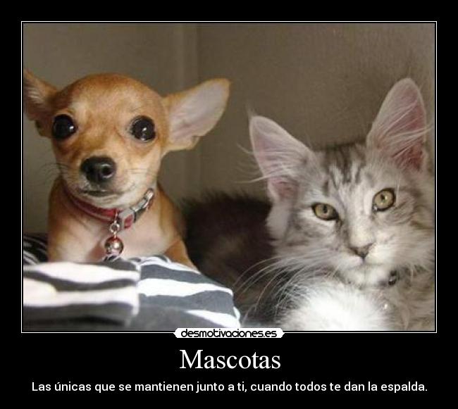 Mascotas - Las únicas que se mantienen junto a ti, cuando todos te dan la espalda.